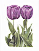 tulip note card 