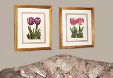 tulips Original Paintings By Watercolor Artist Kim Ward of realistic watercolor florals, pink azaleas in vivid color.