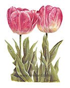 Floral Watercolor Print - Tulip
