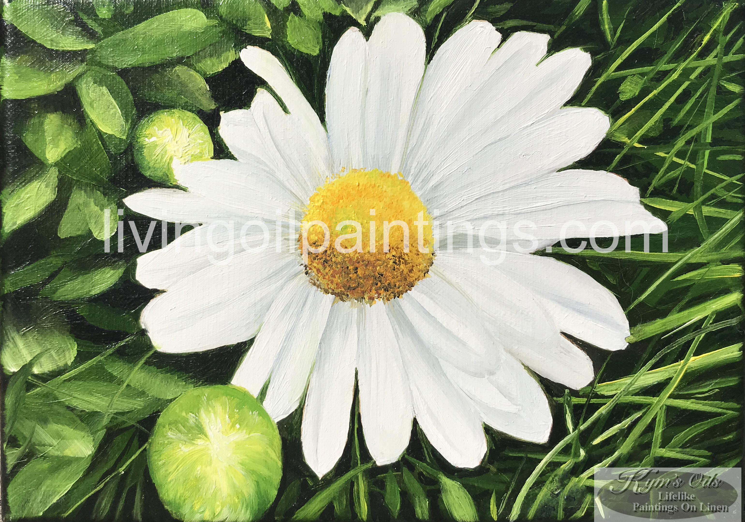 Daisy (SOLD)